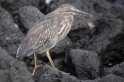 041 Striated heron04